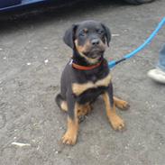 Rottweiler Mudde