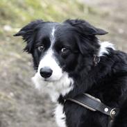 Border collie Eisse Sweet Sunshine