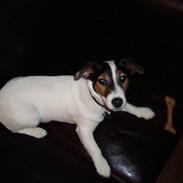 Jack russell terrier Teddy