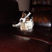 Jack russell terrier Teddy