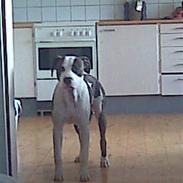 Amerikansk staffordshire terrier Tyson