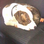 Amerikansk staffordshire terrier Tyson