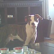 Amerikansk staffordshire terrier Tyson