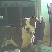 Amerikansk staffordshire terrier Tyson