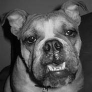 Engelsk bulldog Munter