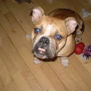 Engelsk bulldog Munter