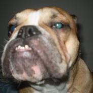 Engelsk bulldog Munter