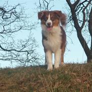 Australian shepherd Enya