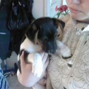 Dansk svensk gaardhund Tyson