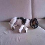 Dansk svensk gaardhund Tyson