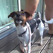 Dansk svensk gaardhund Tyson