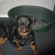 Rottweiler tyson juul nielsen