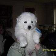 Blanding af racer Bobbie