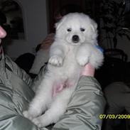 Blanding af racer Bobbie