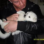 Blanding af racer Bobbie