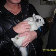 Blanding af racer Bobbie