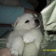 Blanding af racer Bobbie