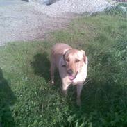 Labrador retriever Figgo