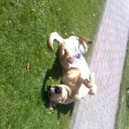 Labrador retriever Figgo