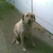 Labrador retriever Figgo