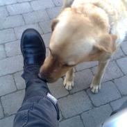 Labrador retriever Figgo