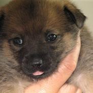 Blanding af racer Designerhund Cairanian - Mollie