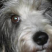 Petit basset griffon wendéen COCO