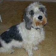 Petit basset griffon wendéen COCO