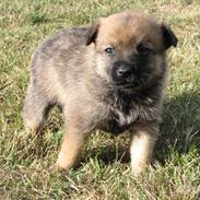 Blanding af racer Designerhund Cairanian - Mollie
