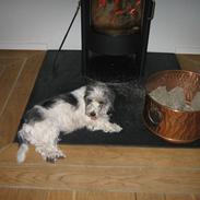 Petit basset griffon wendéen COCO