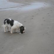 Petit basset griffon wendéen COCO