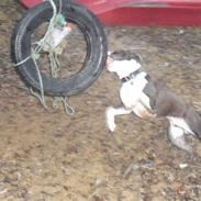 Amerikansk staffordshire terrier Rex