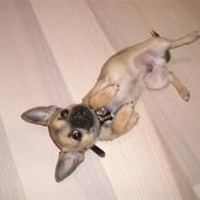 Chihuahua Charlie *LØBET VÆK*