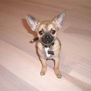 Chihuahua Charlie *LØBET VÆK*