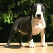 Amerikansk staffordshire terrier Rex