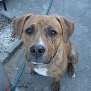 Amerikansk staffordshire terrier (RIP) Terkil