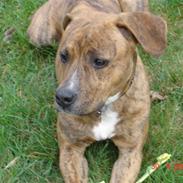 Amerikansk staffordshire terrier (RIP) Terkil