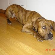 Amerikansk staffordshire terrier (RIP) Terkil