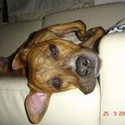 Amerikansk staffordshire terrier (RIP) Terkil