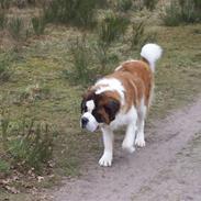 Sankt bernhardshund balou