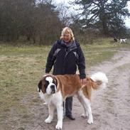 Sankt bernhardshund balou