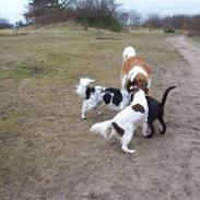 Sankt bernhardshund balou