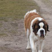 Sankt bernhardshund balou