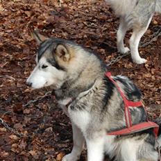 Alaskan malamute alaskans-miqila Krayla