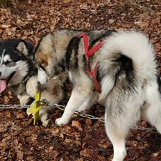 Alaskan malamute alaskans-miqila Krayla