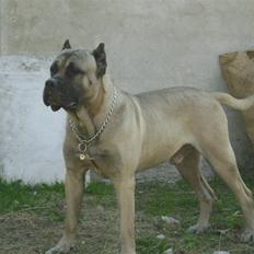 Dogo canario Timon