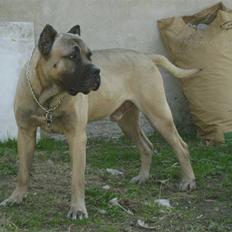 Dogo canario Timon