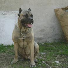 Dogo canario Timon