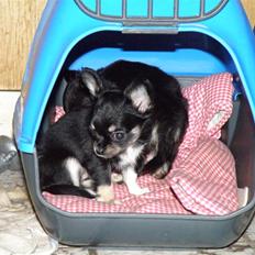 Chihuahua Tinkerbell