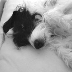 Blanding af racer Tøsen